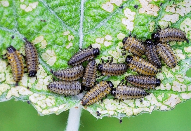 Crisolina lucida e ovature; no: Chrysomela populi